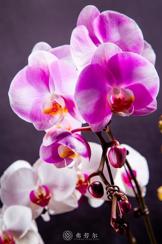 蛇行天际 商品图2