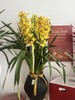 日进斗金 （新盆）大花蕙兰· 陶瓷盆花 商品缩略图1