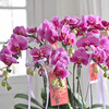 《幸福飞来》蝴蝶兰盆栽049 商品缩略图4