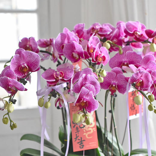《幸福飞来》蝴蝶兰盆栽049 商品图4