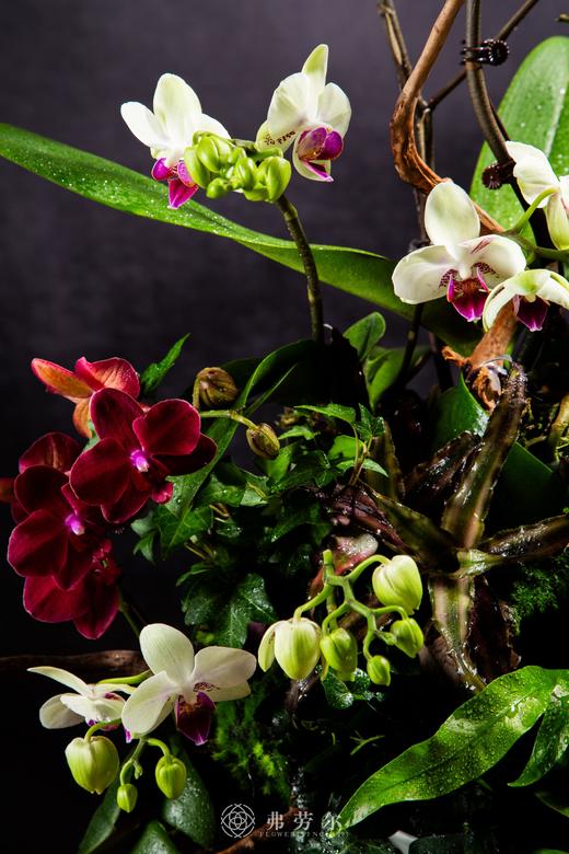 腾蛇御风 商品图1