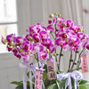 《幸福飞来》天堂鸟蝴蝶兰盆栽031 商品缩略图2