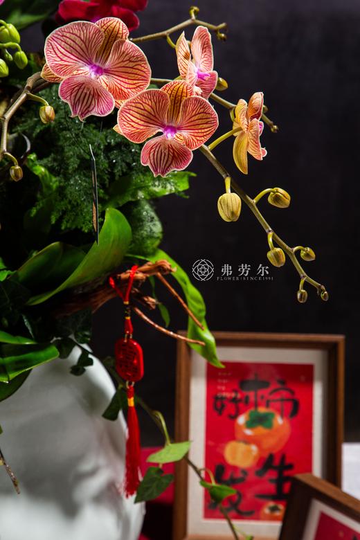 腾蛇御风 商品图2