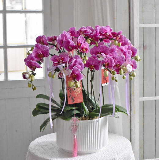 《幸福飞来》蝴蝶兰盆栽049 商品图7