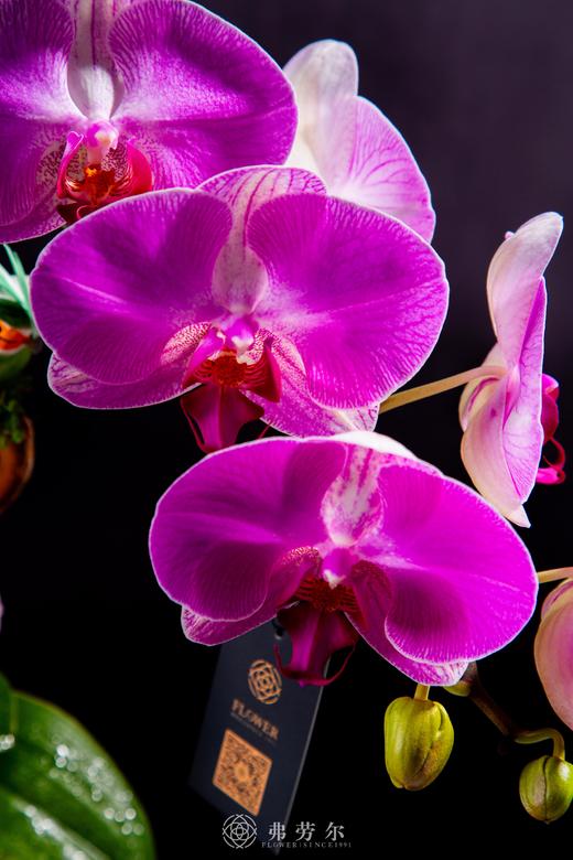 蛇跻高峰 商品图2