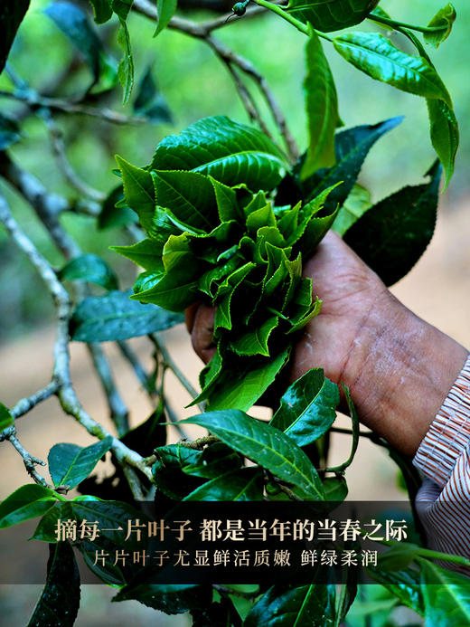 古票系列【鹿票】精选皇家贡茶困鹿山7年古树原料拼配，2017年-2023年一杯跨七年 品味皇家贡茶困鹿山时间的层次感，一提内含1785克，5饼/提 4提/件 商品图8