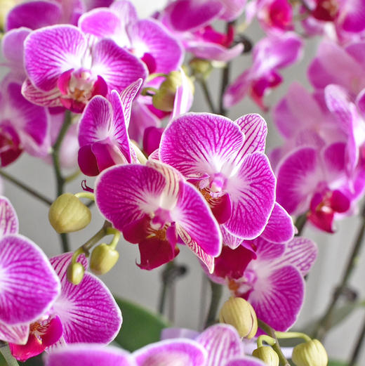 《幸福飞来》天堂鸟蝴蝶兰盆栽031 商品图8