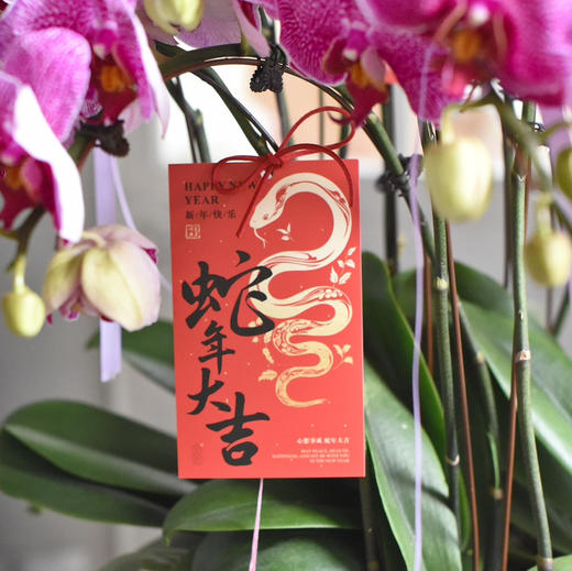 《幸福飞来》蝴蝶兰盆栽049 商品图6