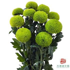 市场乒乓菊-绿色  10枝1扎