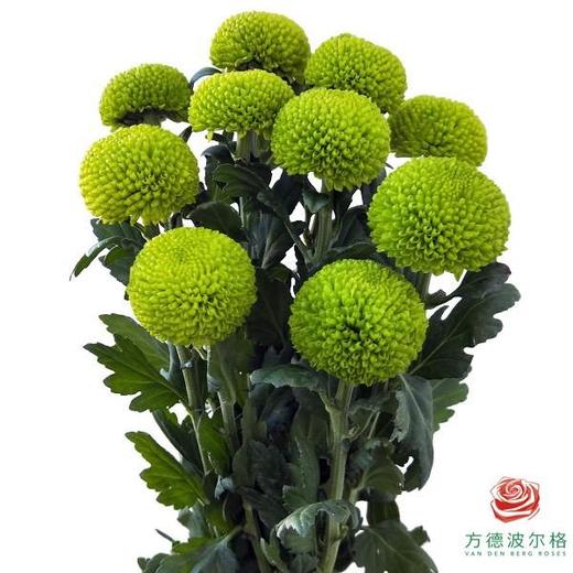 市场乒乓菊-绿色  10枝1扎 商品图0