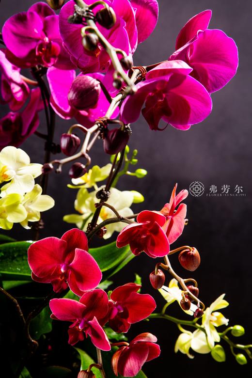 金蛇狂舞 商品图3