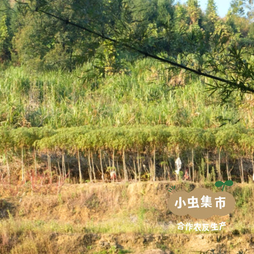 【积分享优惠】生态木薯淀粉 250g*3罐 | 合作农友生产，产自广东从化，生产者：汇耕田合作社成员 ＆【公平贸易农人定价】 商品图10