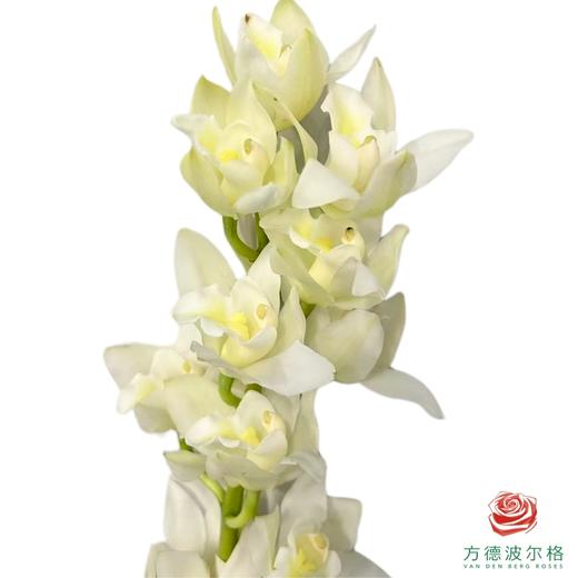 大花蕙兰-奶油 1支 商品图1