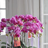《幸福飞来》蝴蝶兰盆栽049 商品缩略图5