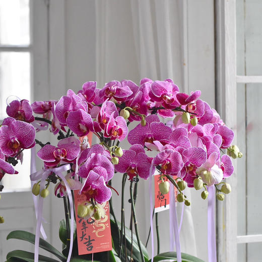 《幸福飞来》蝴蝶兰盆栽049 商品图5
