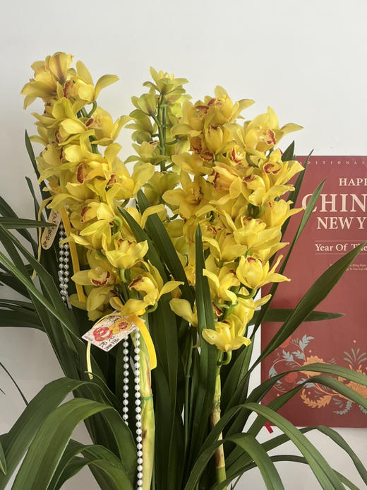 日进斗金 （新盆）大花蕙兰· 陶瓷盆花 商品图2