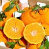 春见耙耙柑 500g 商品缩略图2