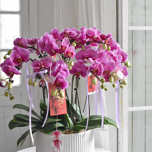 《幸福飞来》蝴蝶兰盆栽049 商品图1