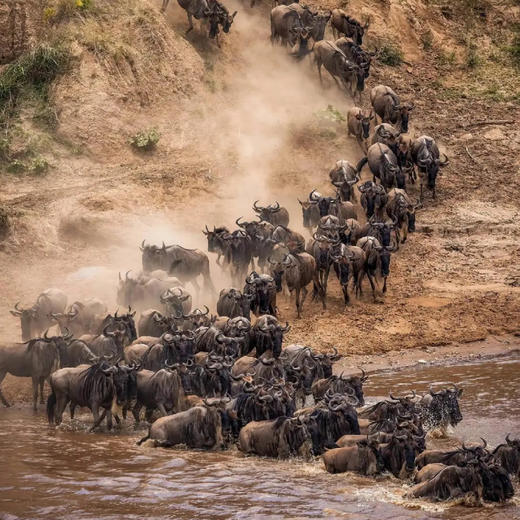 坦桑尼亚| 角马过河·8天7晚 商品图3