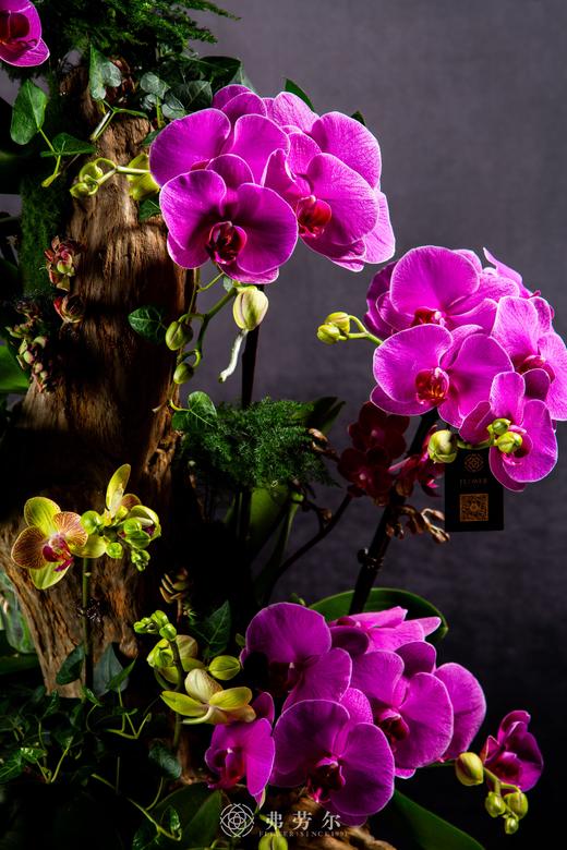 蛇腾万里 商品图1