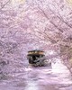 【境外】【关西樱花季】日本大阪+京都5天4晚 商品缩略图0