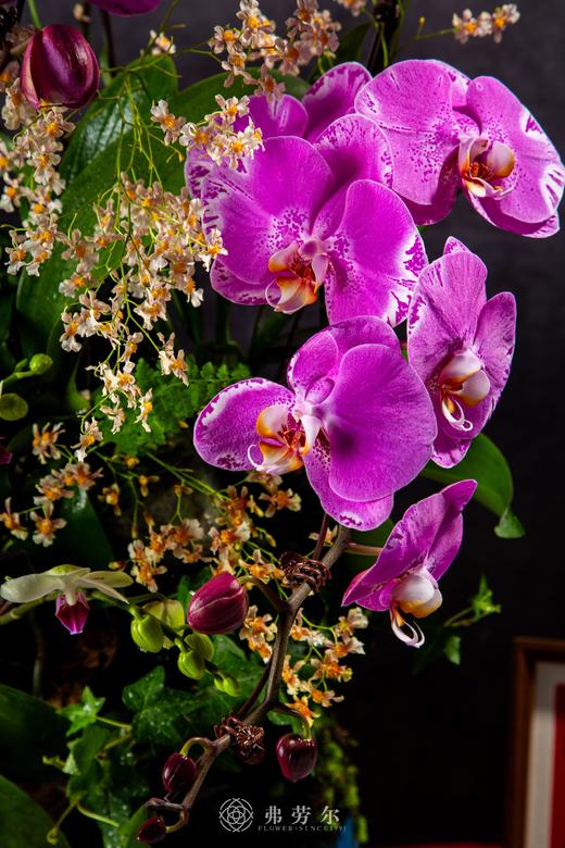 灵蛇纳福 商品图1