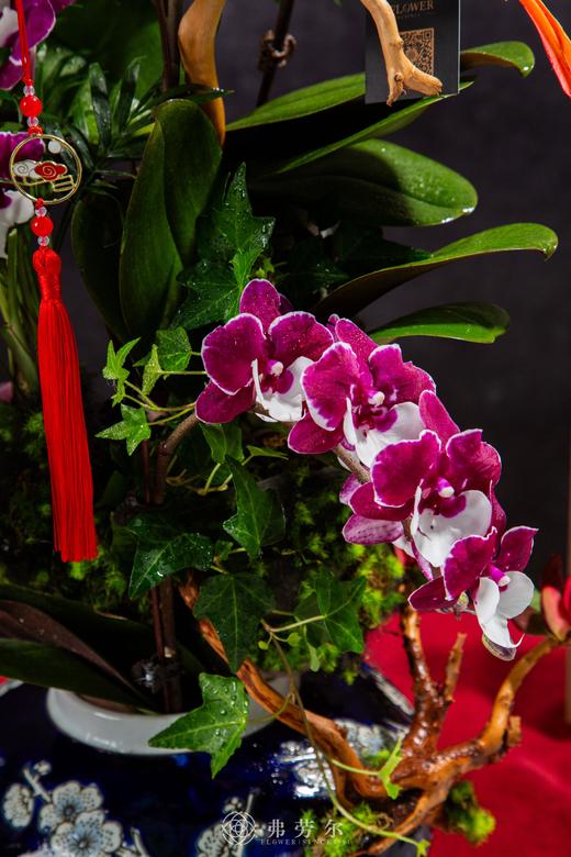 吉蛇赐福 商品图1