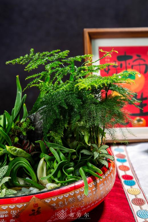 25年 年宵花 组合植物--水仙 商品图2