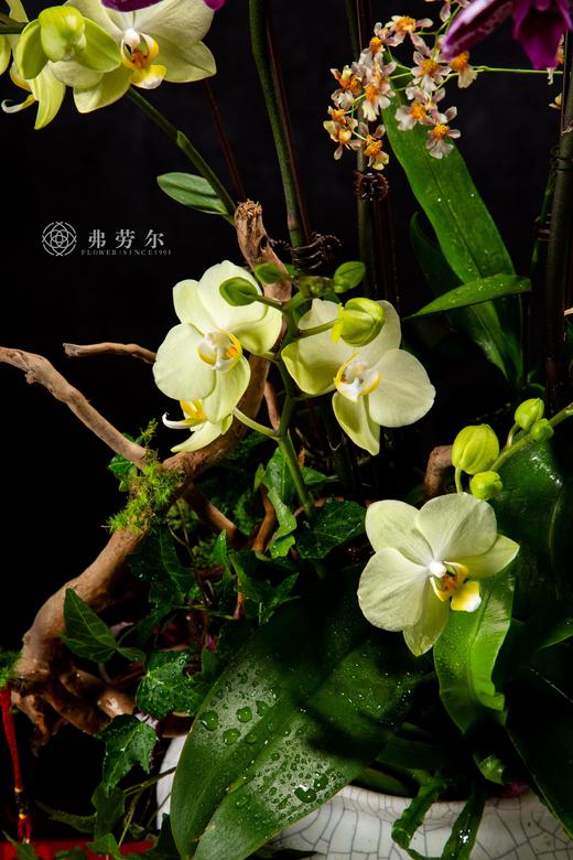 灵蛇迎福 商品图1