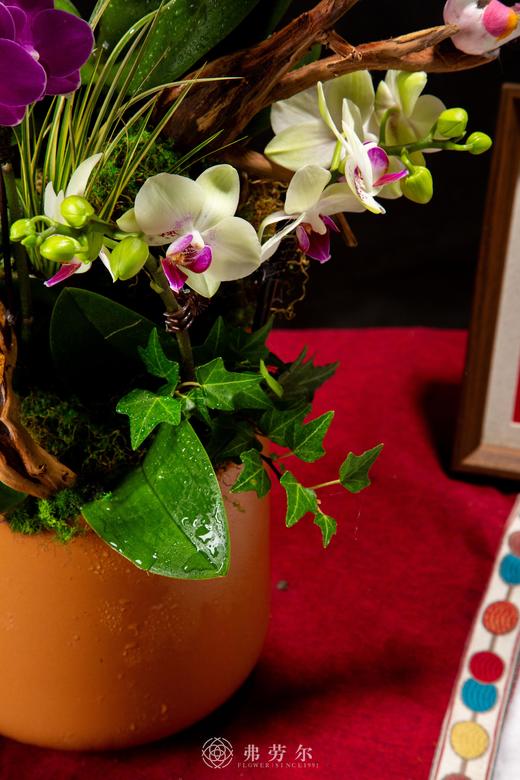 福蛇盈门 商品图2