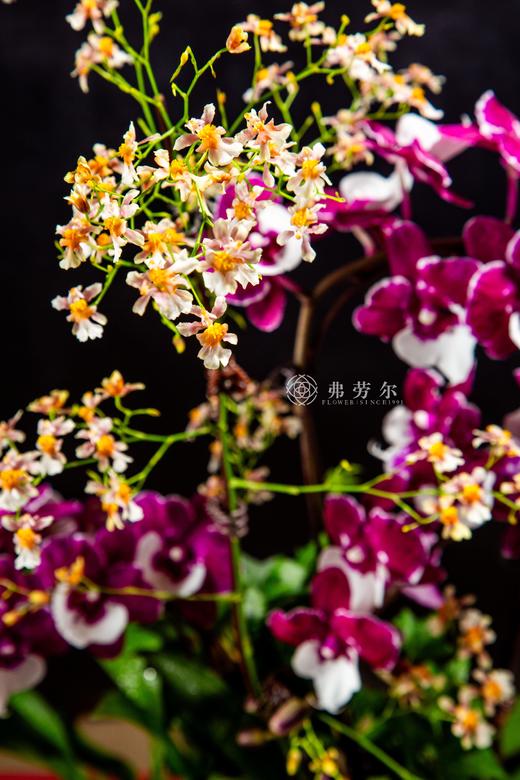 蛇步青云 商品图2