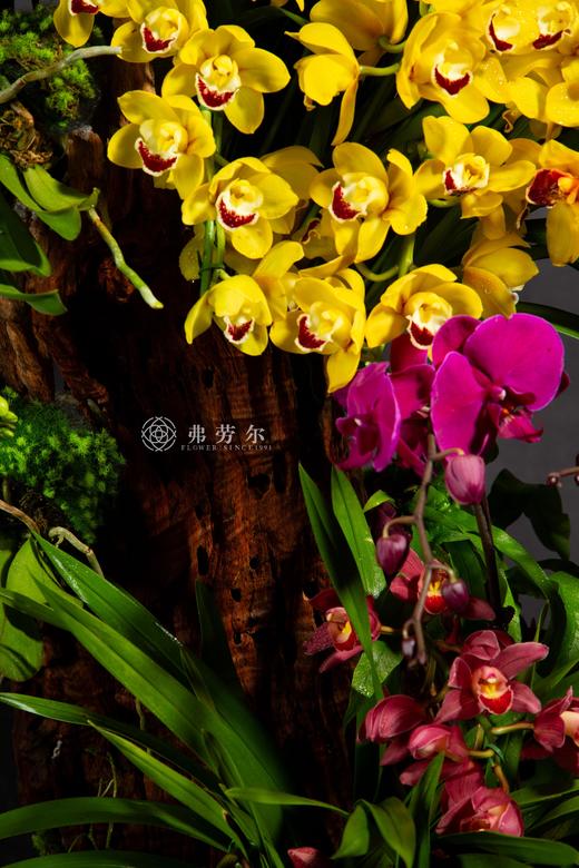 蛇行福路阔 商品图3