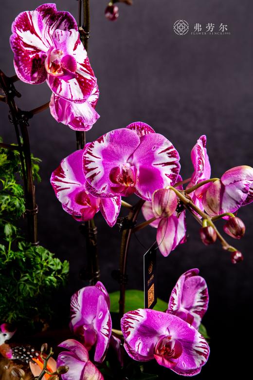 蛇跃星空 商品图2