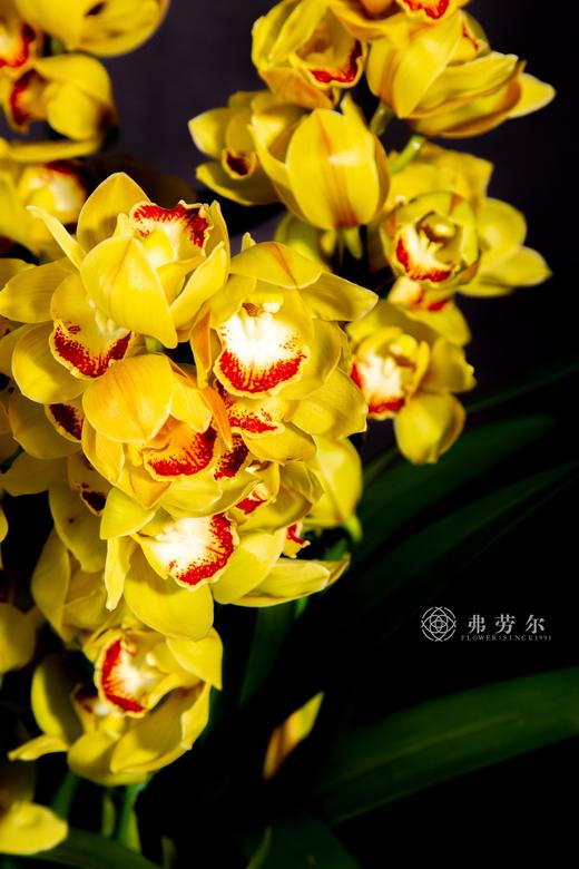 灵蛇春有信 商品图5