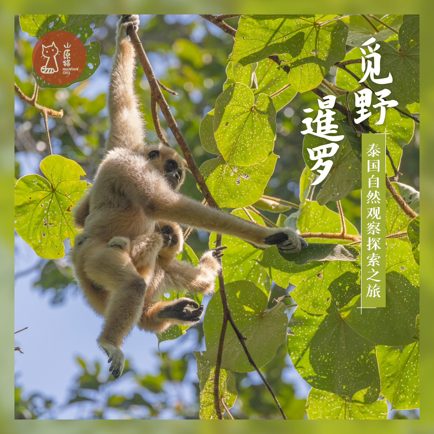 「已成团 · 错峰2.8-2.14」觅野暹罗 · 泰国物种自然观察探索之旅