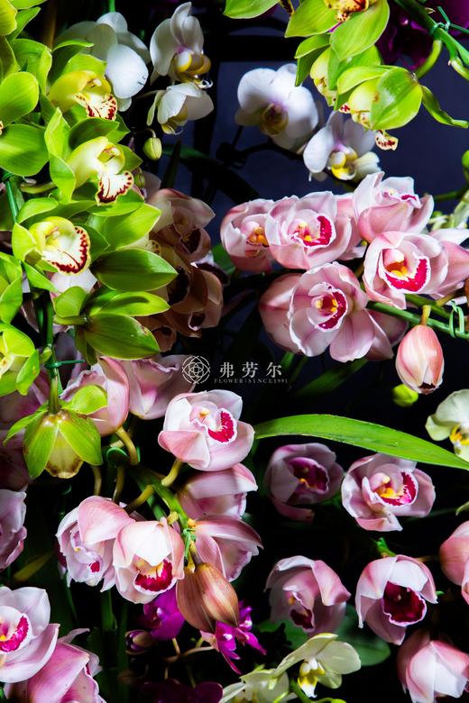 蛇来千景盛 商品图2