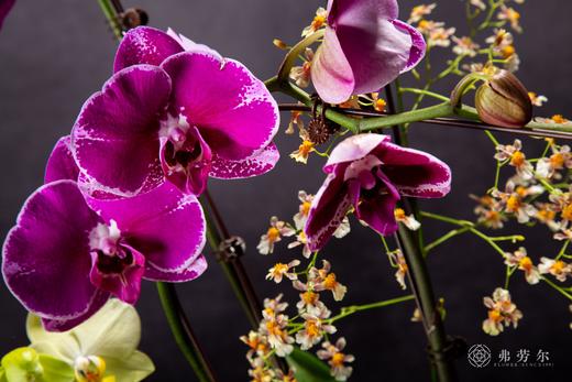 灵蛇迎福 商品图3