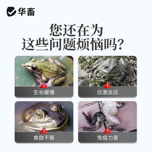 华畜蛙用电解多维水产养殖蛙类专用VC维生素饲料添加剂牛蛙林蛙 商品图1