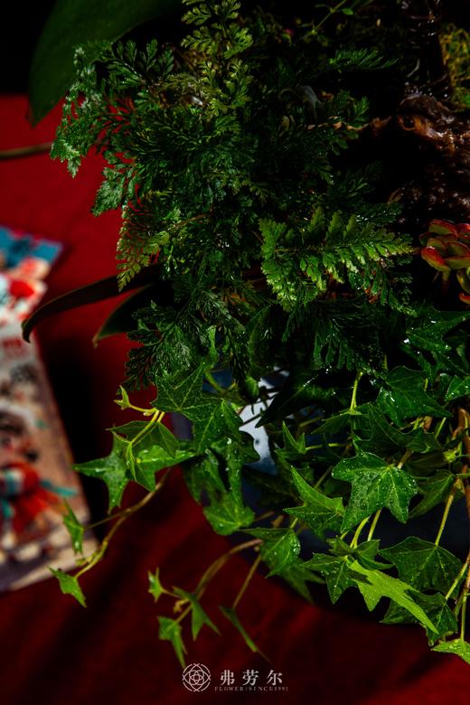 燃梦灵蛇 商品图3