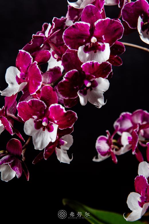 燃梦灵蛇 商品图1