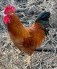 一年散养大公鸡 商品缩略图0