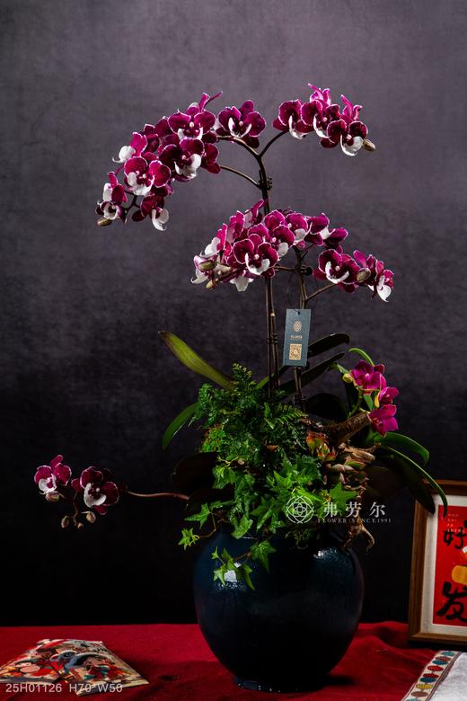 燃梦灵蛇 商品图0