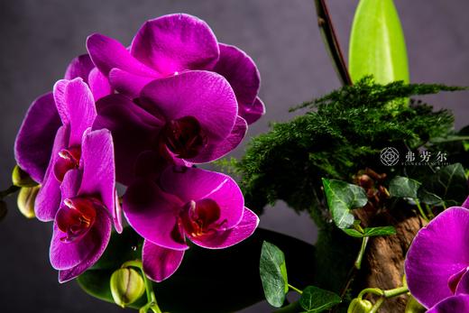 蛇腾万里 商品图2