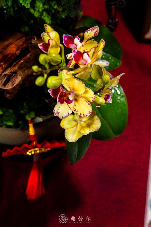 蛇绘新篇 商品图2