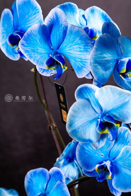 蛇光璀璨 商品图2