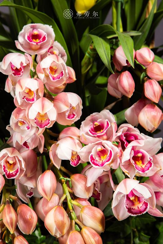 灵蛇春有信 商品图1