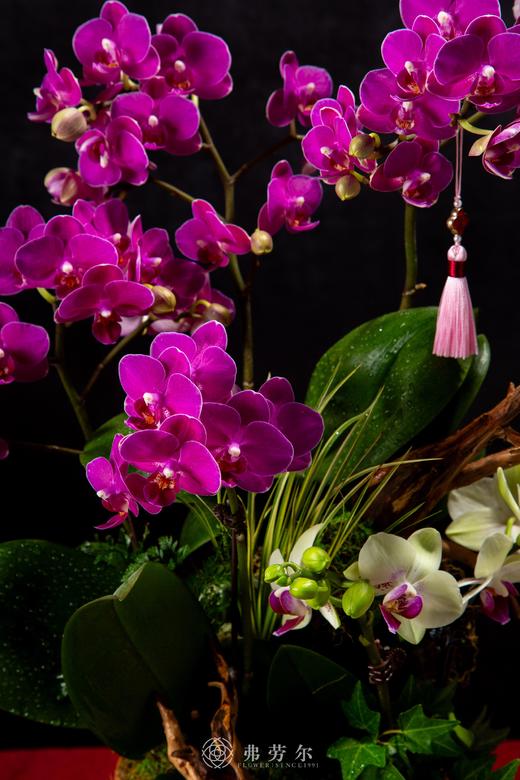 福蛇盈门 商品图1