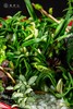 25年 年宵花 组合植物--水仙 商品缩略图3