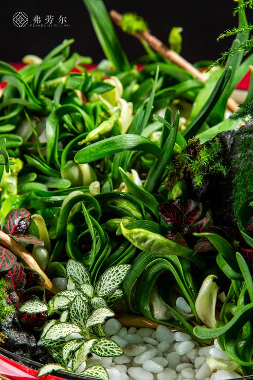 25年 年宵花 组合植物--水仙 商品图3