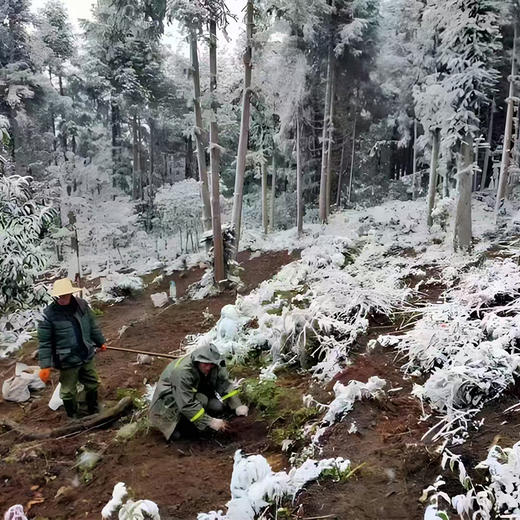 正安原材·云南昭通天麻 精选乌天麻中心切片 色泽自然胶质通透 130g/罐【冷藏保存】 商品图3